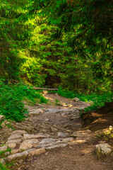 A path in the forest under pine branches on a beautiful sunny day