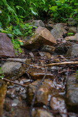 A fresh stream with stones and vegetation in the forest in the afternoon