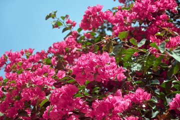 Vibrant purple-pink coloured bougainvillea flowering plant in full bloom. A popular ornamental vine, the plant is named after french explorer Louis Antoine de Bougainville.