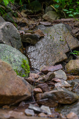 Beautiful wet stones with moss in the forest in the afternoon