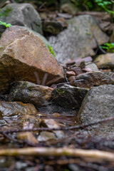 Cobwebs in a stream with stones under sunlight