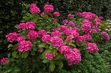An impressive pink lace cap Hydrangea macrophylla