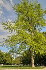 Big tree in a park