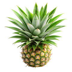 Pineapple leaves isolated on transparent background.