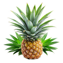 Pineapple leaves isolated on transparent background.