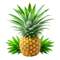 Pineapple leaves isolated on transparent background.