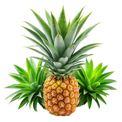 Fototapeta premium Pineapple leaves isolated on transparent background.