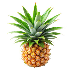 Fototapeta premium Pineapple leaves isolated on transparent background.