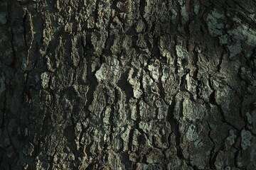wood texture, cashew nut bark with sunlight for background and wallpaper
