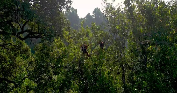 A drone glides silently through the dense jungle, capturing the mesmerizing sight of orangutans moving gracefully among the trees. These intelligent primates swing effortlessly from branch to branch, 