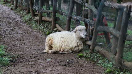 Resting sheep along a muddy farm path with rustic wooden fence and lush green background in an outdoor rural setting.