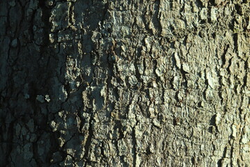 wood texture, cashew nut bark with sunlight for background and wallpaper
