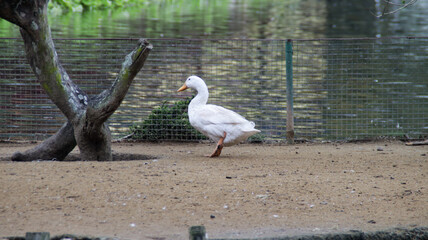 White duck walking on sandy ground by a fenced pond with tree in the background at a park during a calm, overcast day.