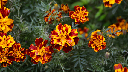 Bright marigold flowers with vibrant orange and red petals in a lush green garden, showcasing their beauty and intricate detail up close on a sunny day