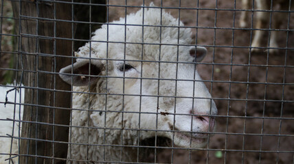 Close up of a White Sheep Behind a Wire Fence at a Farm on a Muddy Path with a Forest Background