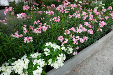 A garden with pink and white flowers