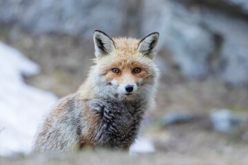 Fox portrait