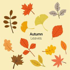 Fototapeta premium autumn leaves