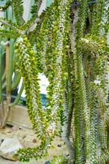 madagascar ocotillo alluaudia procera