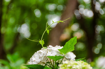 緑の中に咲く白い紫陽花