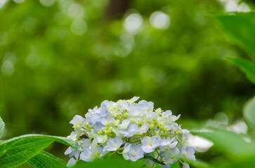 緑の中に咲く青い紫陽花