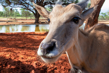Common eland or Eland antelope, bull on the savannah of the Etosha national  park, Namibia