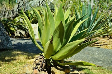 Agave Sasilana Perrine