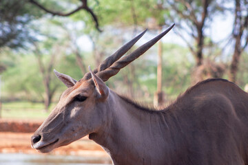 Common eland or Eland antelope, bull on the savannah of the Etosha national  park, Namibia