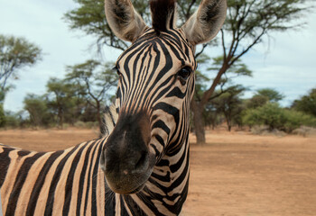 Wild african life. Close up Namibian mountain zebra in the middle of the savannah.