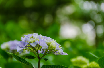 緑の中に咲く青い紫陽花