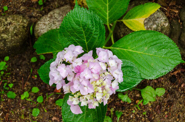 Fototapeta premium 庭に咲くピンクの紫陽花