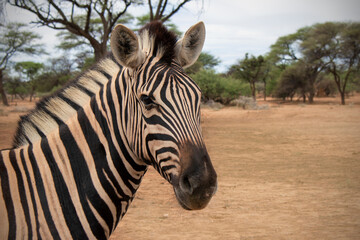 Wild african life. Close up Namibian mountain zebra in the middle of the savannah.