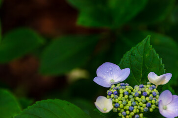 雨に濡れる美しいガクアジサイ