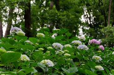 森の中に咲く紫陽花の花々