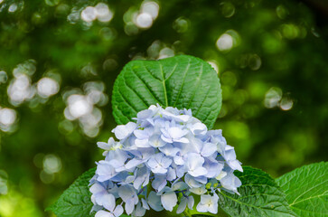 庭に咲く美しい青い紫陽花