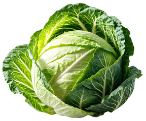 Fototapeta premium a cabbage