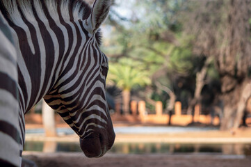 Wild african life. Close up Namibian mountain zebra in the middle of the savannah.
