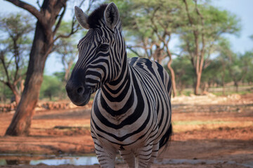 Wild african life. Close up Namibian mountain zebra in the middle of the savannah.