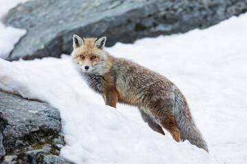 red fox in snow