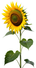 Naklejka premium A Sunflower