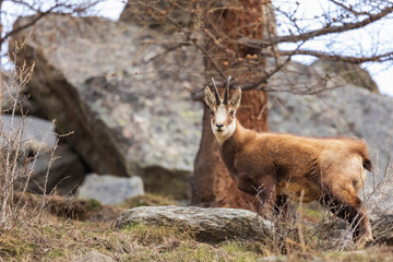 chamois in the woods
