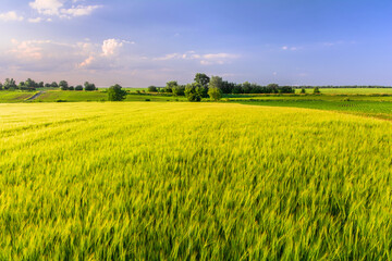 Barley field in the countryside