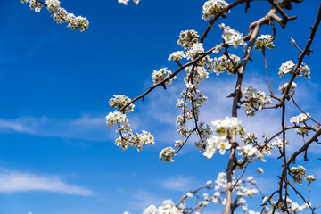 Pear flowers bloom in spring
