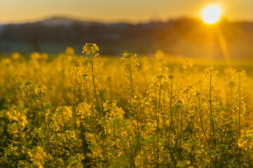 Leuchtendes schönes gelbes Rapsfeld in der Nähe von Tutzing, Bayern, Starnberger See bei...