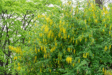 Clusters yellow flowers laburnum blooming in garden. Laburnum alpinum blossom is vertical hanging racemes. Plants scottish laburnum of legume family. Alpine bean or golden shower shaping pruning tree.