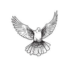 Hand drawn white dove. Flying bird in sketch pen and ink style. Peace and love symbol. Vector illustration.