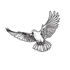 Hand drawn white dove. Flying bird in sketch pen and ink style. Peace and love symbol. Vector illustration.