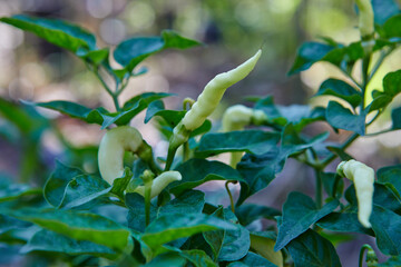 Close-up of raw chili peppers on plant