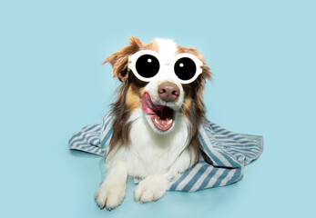 Portrait Australian Shepherd dog puppy wrapped with a striped towel and sunglasses on summer...