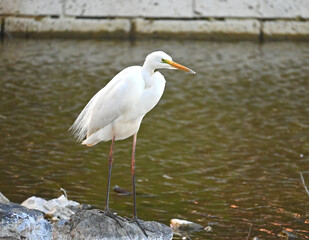 水辺のダイサギ